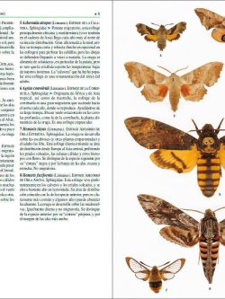 Insectos de España y Europa sample page